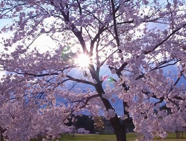全ホール合わせて2000本以上の桜の木が植えられている、他にはないゴルフコース。満開の時は花吹雪が舞い、フェアウェイやグリーンも桜の木に囲まれながらお花見をしながらプレーを楽しむことができます。